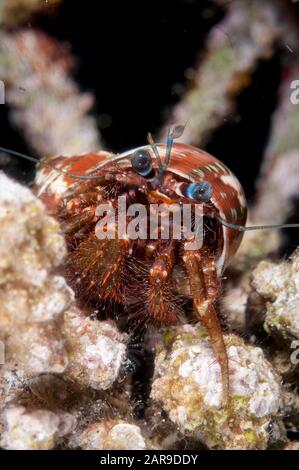 Hermit Crab, Pagurus Hirtimanus, Dans Tapestry Turban Shell, Turbo Petholatus, Wayil Site De Plongée, Wayilbatan, Raja Ampat, Papouasie-Ouest, Indonésie Banque D'Images