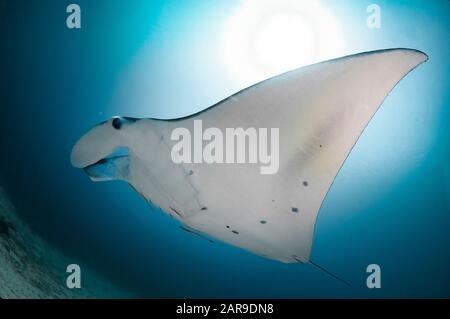 Reef Manta Ray, Manta alfredi, avec Slener Suckerfish (Echeneis naucrates, Manta Sandy Dive site, Arborek, Dampier Straits, Raja Ampat, Papouasie-Ouest, I Banque D'Images