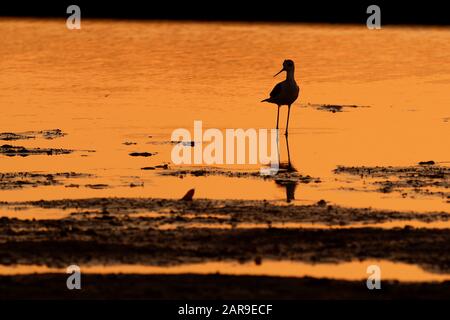 Bascule à ailes noires - Himantopus himantopus marchant dans l'eau et se nourrissant au coucher du soleil - crépuscule. Dernier rayon orange à la fin oh heure d'or, si noir Banque D'Images