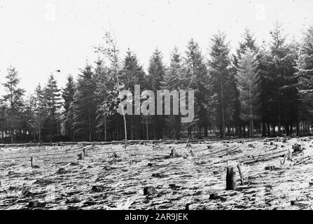 Kapvlakte Date: Non daté mots clés: Arbres, forêts, botanique, avenues, conifères Banque D'Images