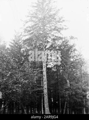 Bois de conifères, arbres, forêts, avenues, botanique, picea excelsa Date: Non daté mots clés: Arbres, forêts, botanique, avenues, bois de conifères Nom personnel: Picea excelsa : Banque D'Images