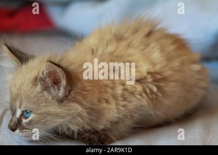 joli petit chaton aux yeux bleus et des cheveux moelleux jouent dans la maison sur le lit sous les couvertures Banque D'Images