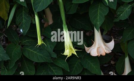 Fleurs et Feuilles de Brugmansia Flower Banque D'Images