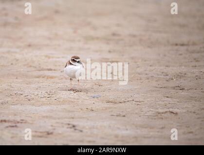 Wilsons Snipe shorebird Charadrius wilsonia fourrages pour les crabes de violon le long d'un estuaire avant la plage de Tigertail à Marco Island, en Floride. Banque D'Images