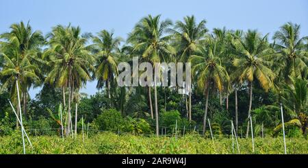 Plantation De Noix De Coco Dans La Province De Ben Tre, Delta Du Mékong, Vietnam. Banque D'Images