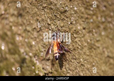 Détail des abeilles Mellifera latines Apis, abeilles de miel européennes ou occidentales assis sur l'eau et la boisson Banque D'Images