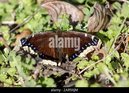 Pleurer le papillon Cloak (Nymphalis antiopa) dans une chaude journée d'hiver. Banque D'Images