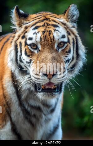 Gros plan tigre debout dans l'herbe regardant l'appareil photo Banque D'Images