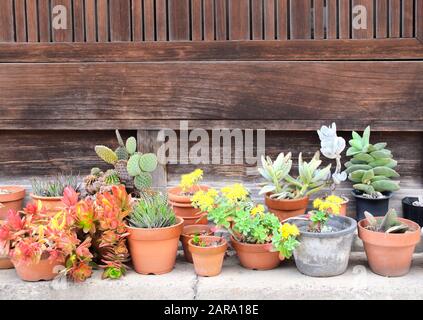 Fleurs succrées et cactus dans un pot rustique en argile sur le trottoir en pierre. Petit jardin urbain décoratif dans le quartier de Bikan, Kurashiki, Japon. Espace de copie pour Banque D'Images