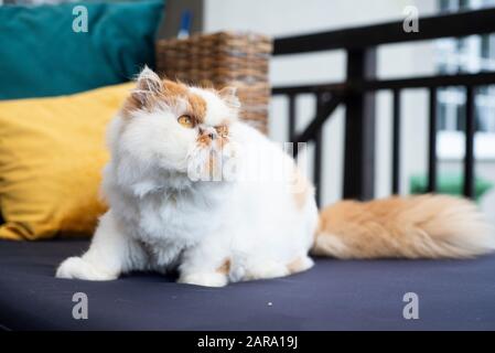 Chat persan blanc et brun clair Banque D'Images