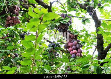 Arbre Aux Fruits De Prune, Sitla Estate, Sheetla, Nainital, Kumaon, Uttarakhand, Inde, Asie Banque D'Images