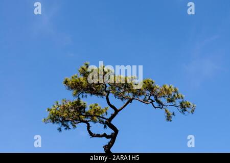 Arbre de pin en forme de Bonsai contre le ciel bleu clair sous le soleil de l'après-midi au parc national Phu Kradueng, Loei - Thaïlande Banque D'Images