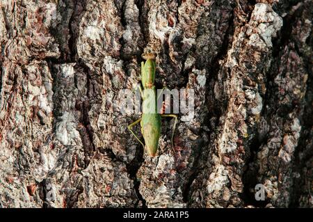 Mantis vert sauvage sur écorce d'arbre gros détails sur le dos et les ailes - insecte de prédateur naturel tropical Banque D'Images