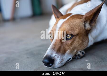 Gros plan sur le chien de race mixte. Banque D'Images