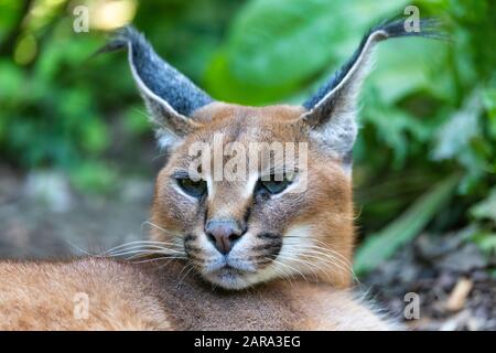 Chat butiful, Caracal (Caracal caracal) près de la tête contre un fond naturel flou, la faune Banque D'Images