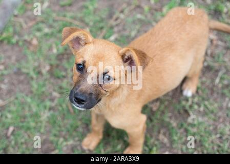 Portrait De Chien De Sauvetage Banque D'Images