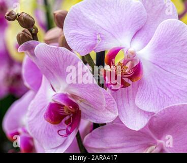 Orchidée Phalaenopsis. Fleurs roses d'orchidée Banque D'Images