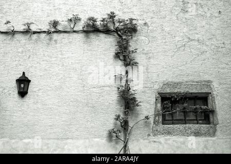 Lampe, Fenêtre, Vine, Vieille Maison, Riquewihr, Alsace, France, Europe Banque D'Images