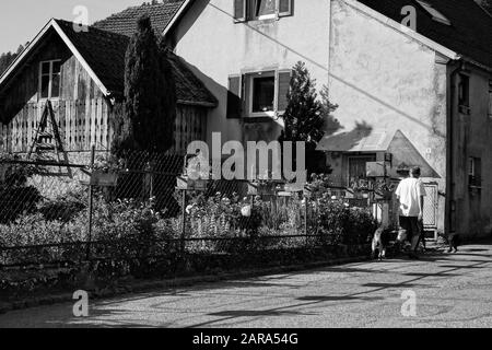 Homme Marchant Chien, Storkensohn, Haut Rhin, Grand Est, France, Europe Banque D'Images