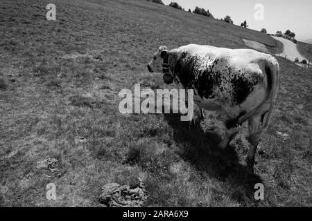 Vache Holstein, Storkensohn, Haut Rhin, Grand Est, France, Europe Banque D'Images