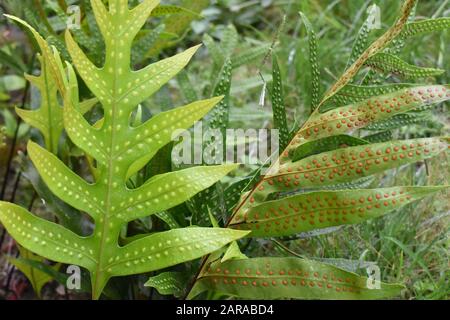 Gros plan d'une feuille de fond fern avec des spores de couleur claire sporanges à la Havane, Cuba Banque D'Images