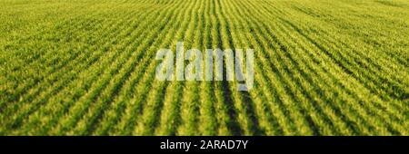 Rangées de blé vert des champs agricoles de la Moravie du Sud, République tchèque. Peut être utilisé comme fond de nature ou texture Banque D'Images