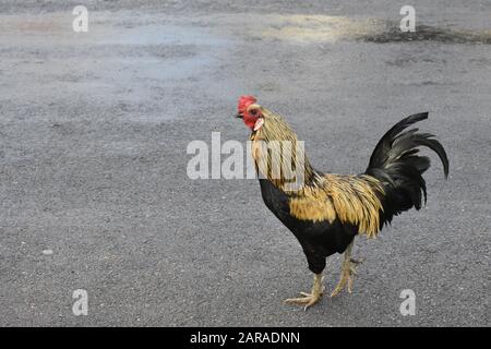 Rooster marchant sur la route à Vinales Cuba Banque D'Images