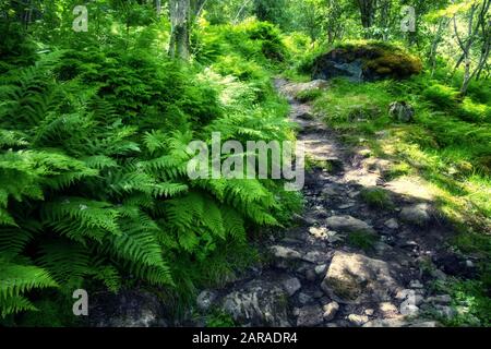 Forêt norvegienne luxuriante avec chemin et brousse fern. Norvège, Europe. Photographie de paysage Banque D'Images