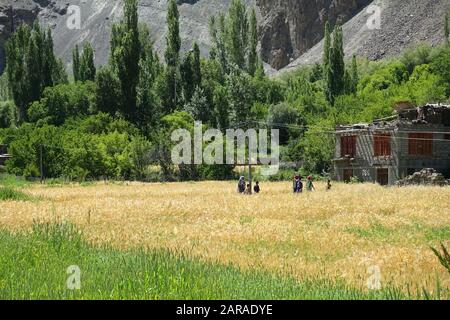 Village vert de Turtuk entouré de montagnes - Turtuk est l'un des villages musulmans les plus au nord de l'Inde et est situé dans la région de Leh Banque D'Images