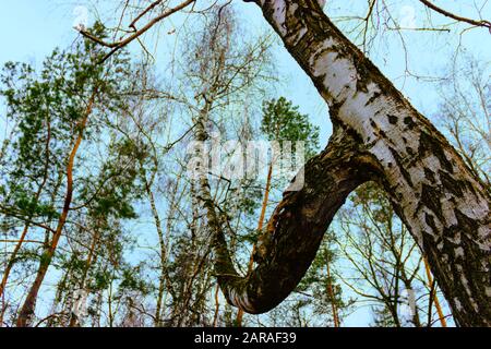 Branches fleuries de bouleau sans feuilles contre ciel bleu sans nuages Banque D'Images