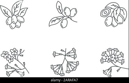 Ensemble d'icônes linéaires parfaites pour les pixels de la flore brésilienne. Fruit miracle. Arborescence IPE. Plumeria et jojoba. Usine sud-américaine. Botanique. Fleurs tropicales. Isolé Illustration de Vecteur