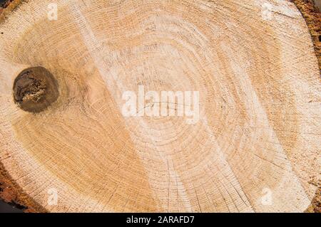 Dalle de bois rond à bordure vive naturelle avec anneaux de croissance, bois de coupe croisée, texture (CTK photo/Libor Sojka) Banque D'Images