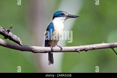 Kingfisher Sacred, Échappe à l'incendie australien pour une ville de brisbane sueur, étouffante et humide Banque D'Images