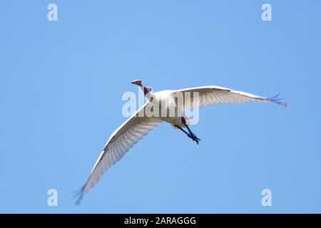 Spoonbill africain (Platalea alba) en vol, Gambie. Banque D'Images