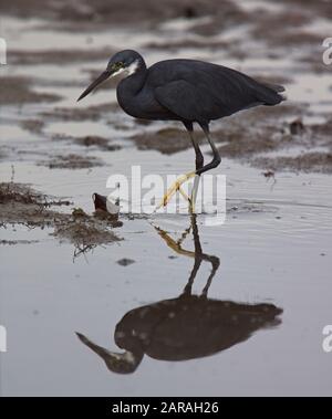 Western Reef Egret (Egretta gularis), à pied dans le shallove, Réserve d'oiseaux de Kotu Creek, Gambie. Banque D'Images