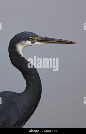 Western Reef Egret (Egretta Gularis), Portrait, Réserve D'Oiseaux De Kotu Creek, Gambie. Banque D'Images