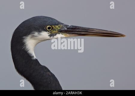 Western Reef Egret (Egretta Gularis), Portrait, Réserve D'Oiseaux De Kotu Creek, Gambie. Banque D'Images