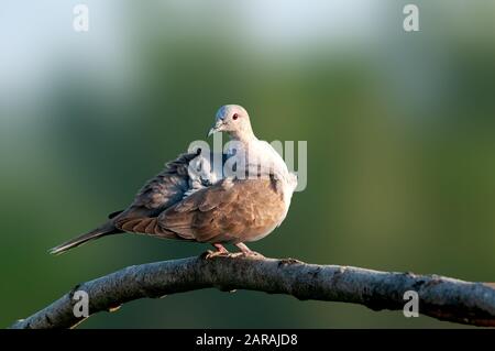 Une colombe eurasienne assise sur une branche d'arbres faisant des preuens Banque D'Images