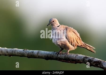 Une colombe eurasienne assise sur une branche d'arbres faisant des preuens Banque D'Images