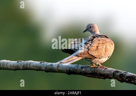 Une colombe eurasienne assise sur une branche d'arbres faisant des preuens Banque D'Images