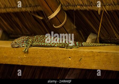 Un Tokay Gekko gecko (gecko) dans une cabane en bois sur l'île de Koh Tonsay, le Cambodge, l'Asie du Sud-Est Banque D'Images