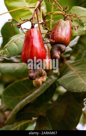 Les noix de cajou et des fruits qui poussent sur un arbre à une plantation dans les régions rurales de la province de Kampot, au Cambodge Banque D'Images