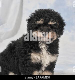 cavachon chiot Banque D'Images