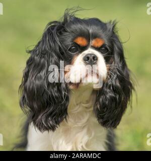 Cavalier King Charles Spaniel Banque D'Images