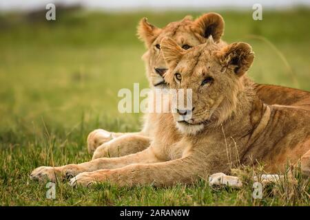 Pirates du Maasai Mara, lions avec un seul œil, Maasai Mara, Kenya Banque D'Images