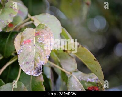 Feuilles de poire malade. Maladie fongique. Taches d'orange sur le poirier. Rouille, maladie d'une poire. Feuille de poire avec infestation de Gymnosporangium sabinae. Arbre infecté Banque D'Images