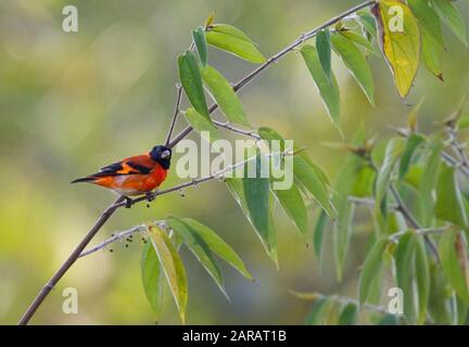 Tarin des pins rouges (Carduelis cucullata) mâle, le sud de Rupununi, Guyana, en Amérique du Sud. Les espèces en voie de disparition - espèce menacée par la perte de l'habitat et le piégeage pour t Banque D'Images