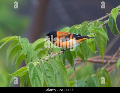 Tarin des pins rouges (Carduelis cucullata) mâle juvénile l'alimentation, le sud du Rupununi, Guyana, en Amérique du Sud. Les espèces en voie de disparition - espèce menacée par la perte de l'habitat une Banque D'Images