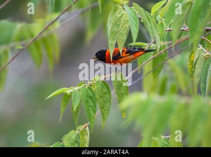 SISKIN rouge (Carduelis cuculata) mâle, Rupununi sud, Guyane, Amérique du Sud. Espèces en voie de disparition Banque D'Images