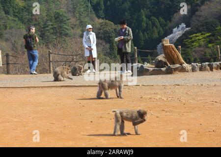 KYOTO, JAPON - 17 avril 2012 : les visiteurs de prendre des photos dans de Arashiyama, Kyoto, Japon. Iwatayama Monkey Park est célèbre pour les singes macaques japonais sauvages de l'Europe Banque D'Images